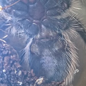 Tliltocatl albopilosus sexing