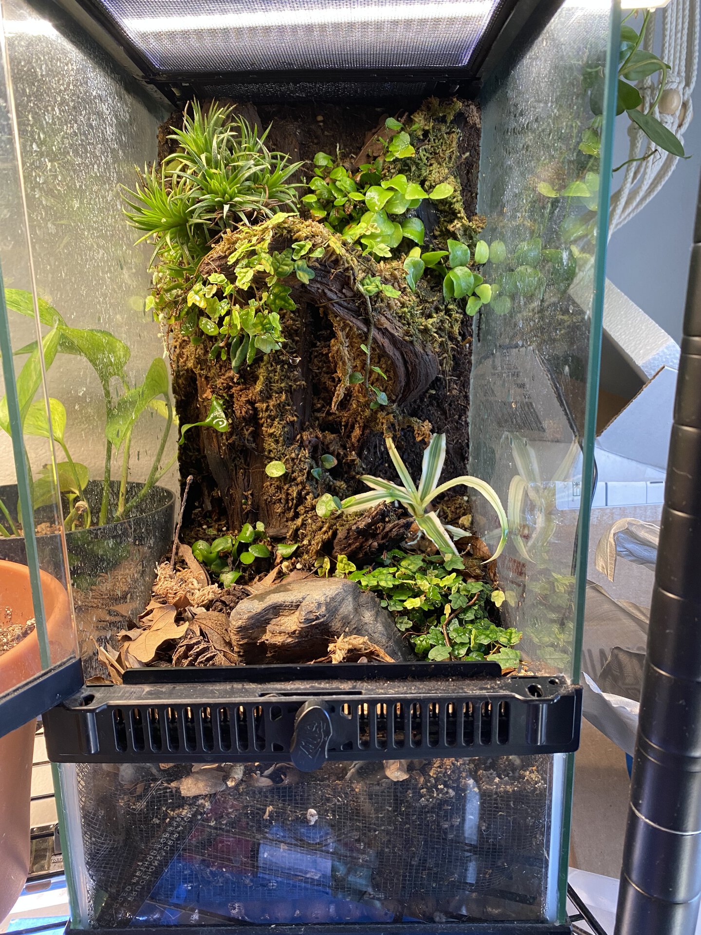 “Above the Forest Floor” upright 15gal