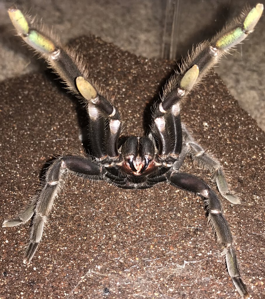 “I said NO SOLICITING!” (6.25"-6.75” Suspect Female Chilobrachys andersoni “Dark Morph”)