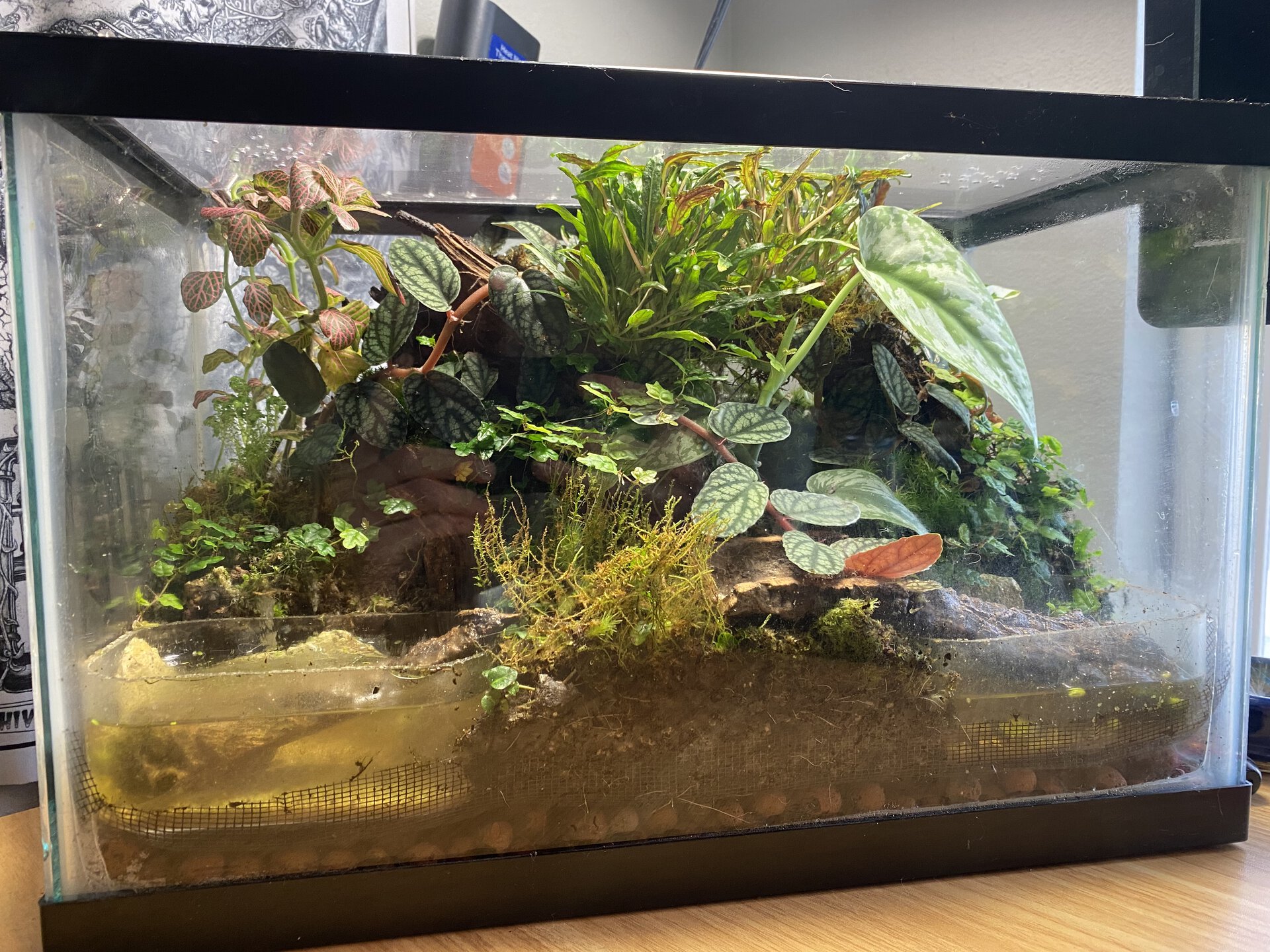 “The Forest Floor”: Geosesarma Vivarium Build!: 5 Month Update