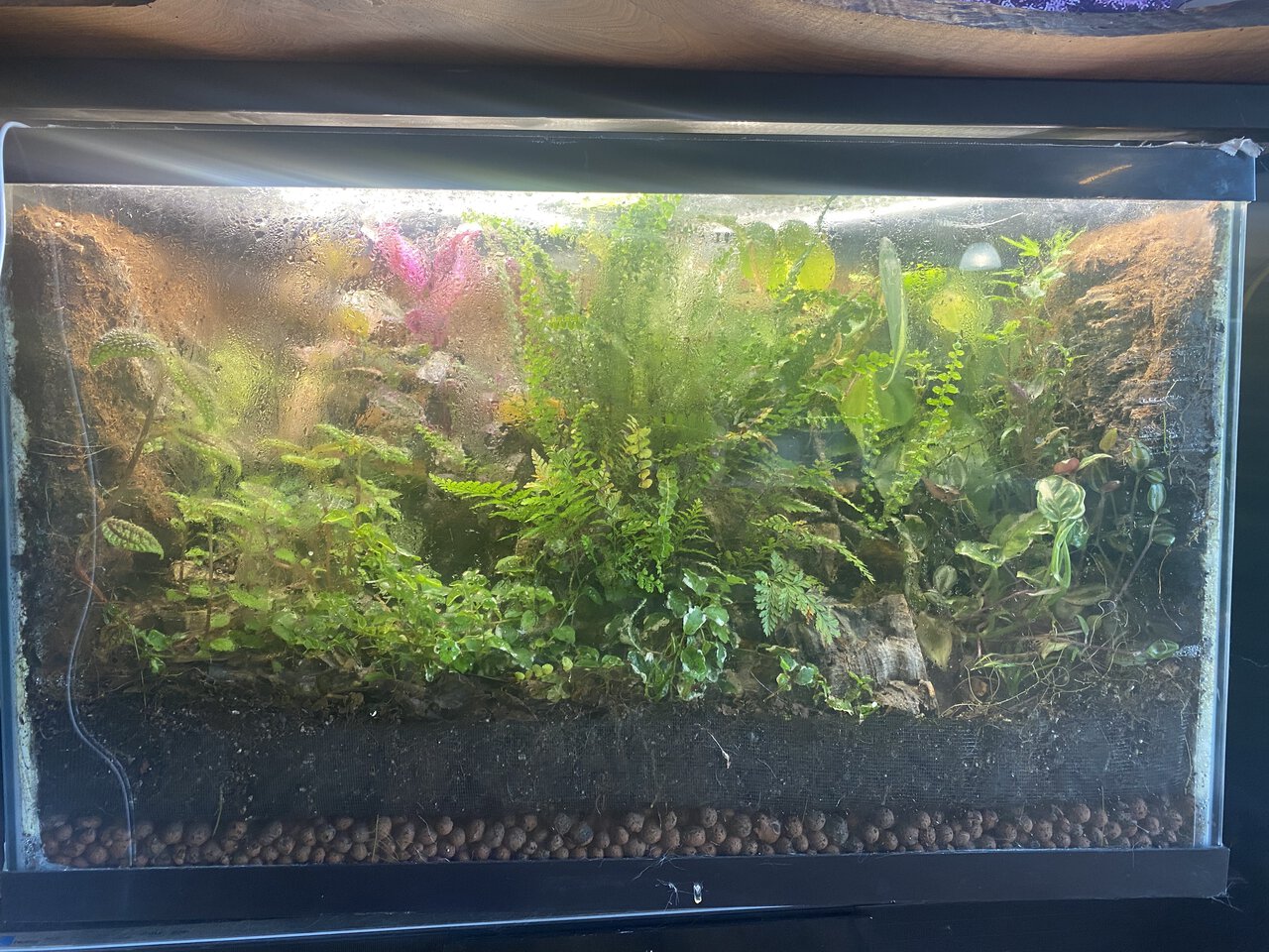 ≈45gal Sealed Terrarium 10mo Update