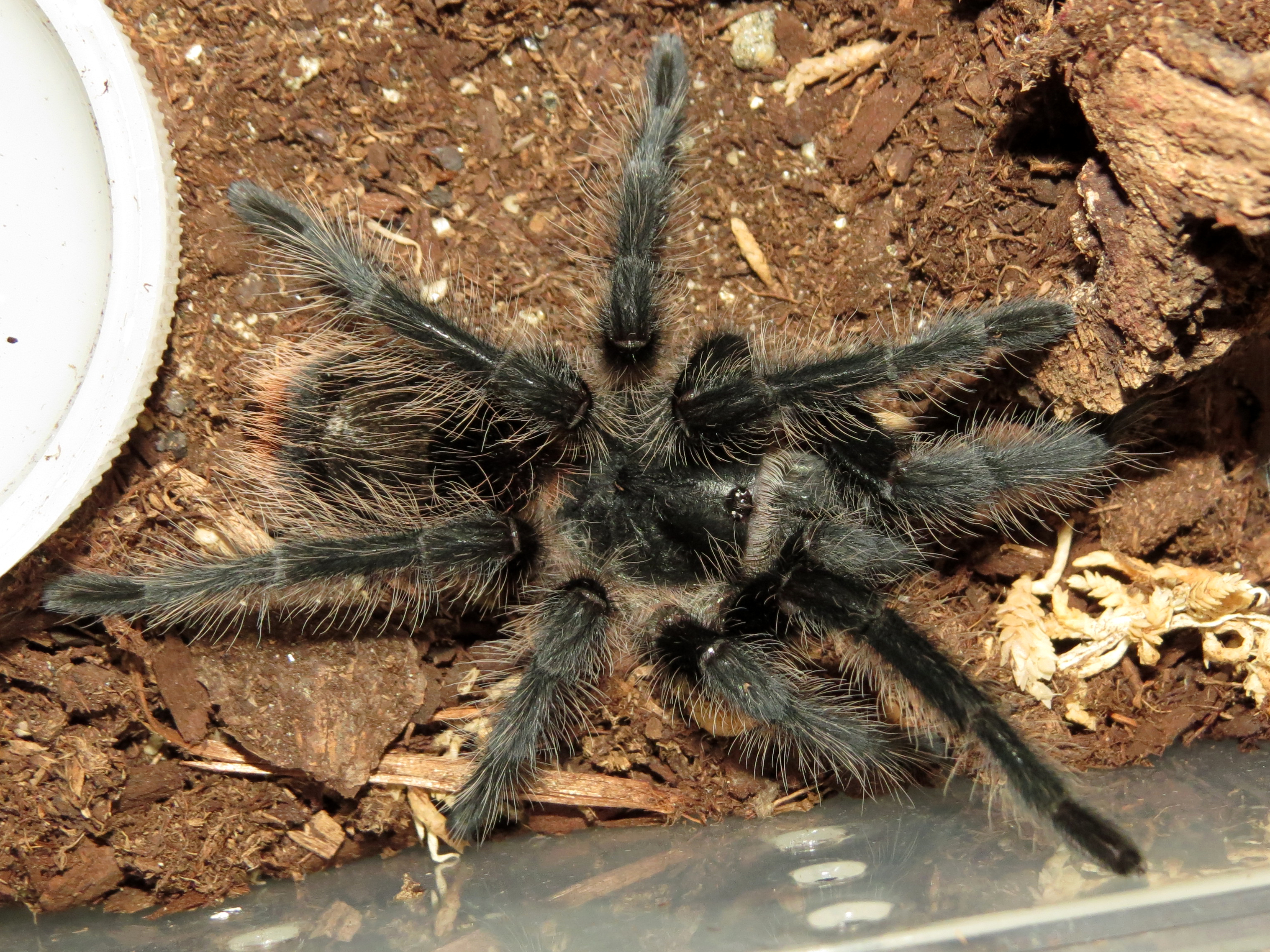 ♀ Grammostola grossa 3.5″