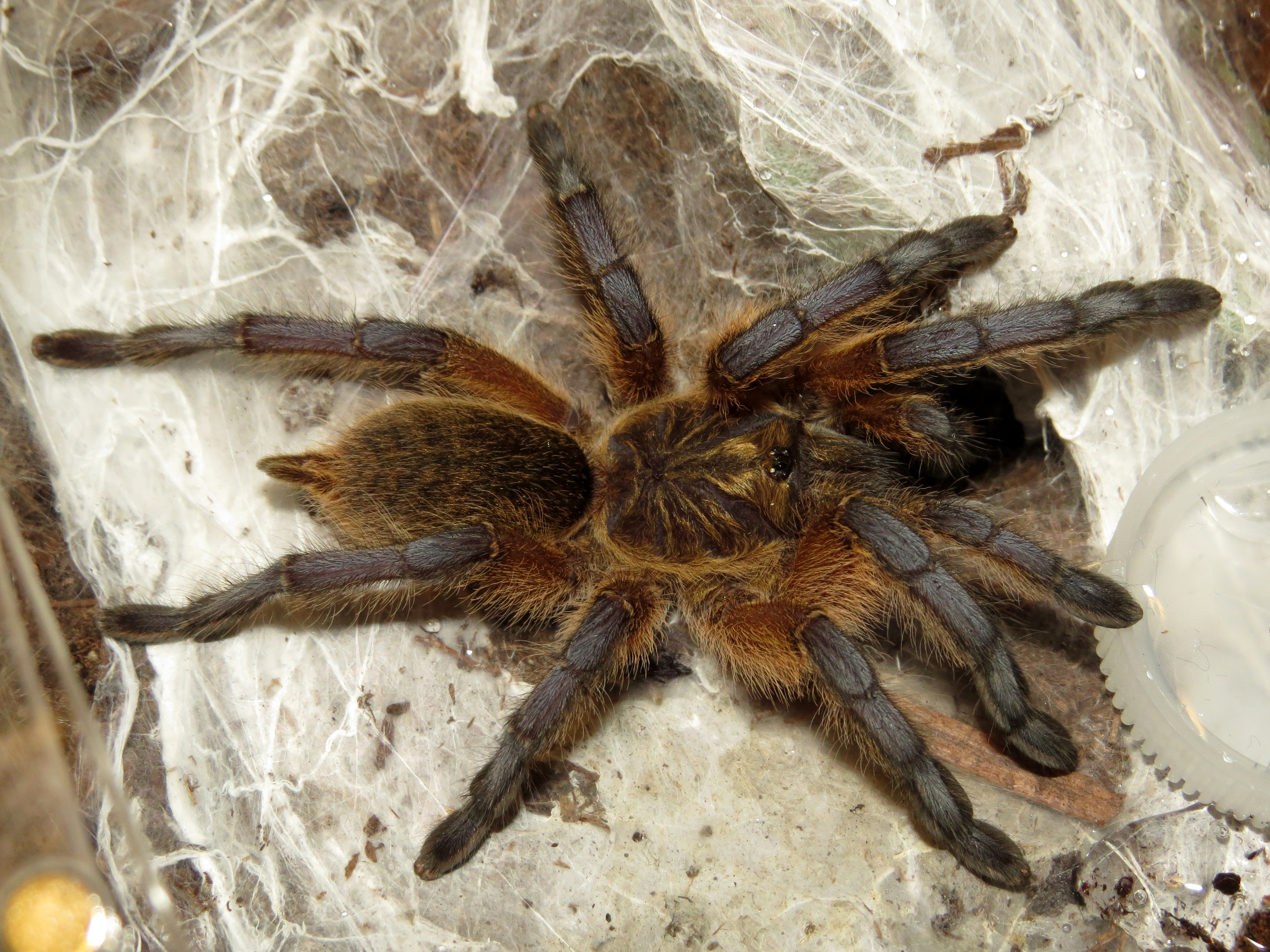 ♀ Harpactira pulchripes 2.5"