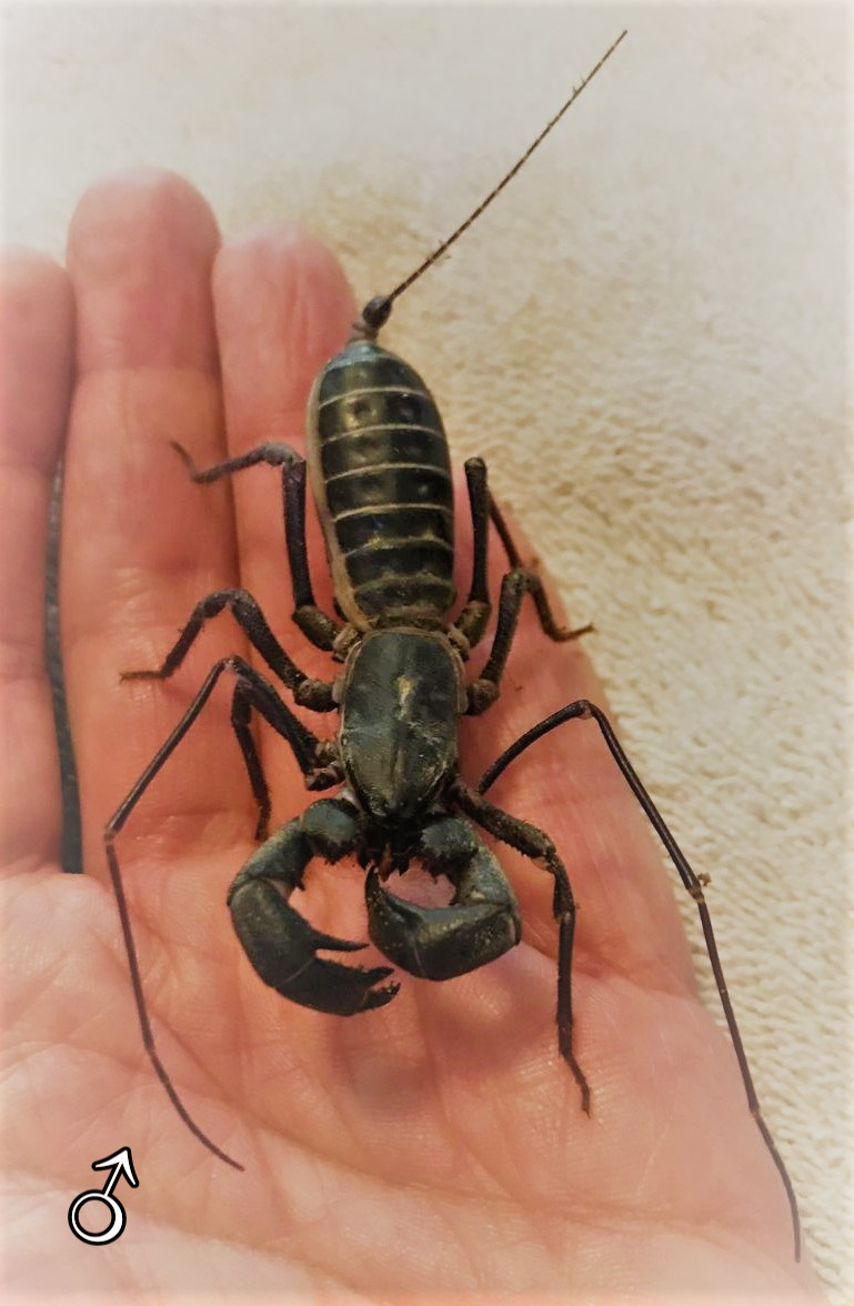 ♂ giganteus-2.jpg