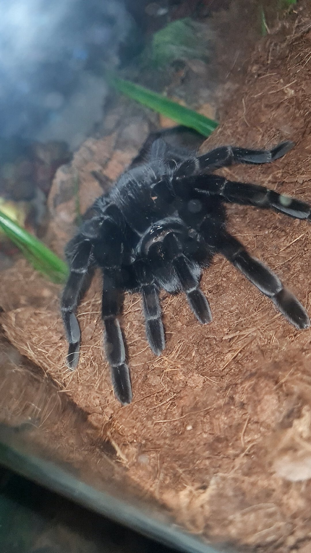 🖤