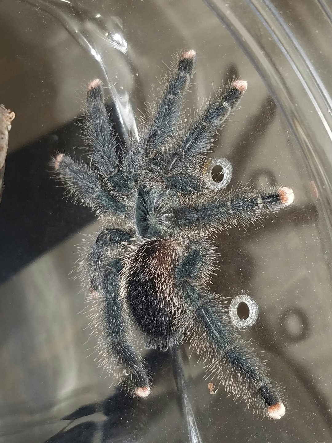 0.0.1 A. avicularia