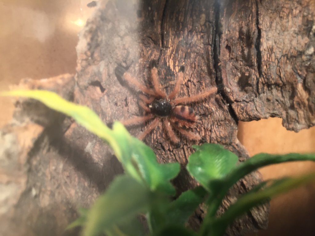 0.0.1 A. metallica
