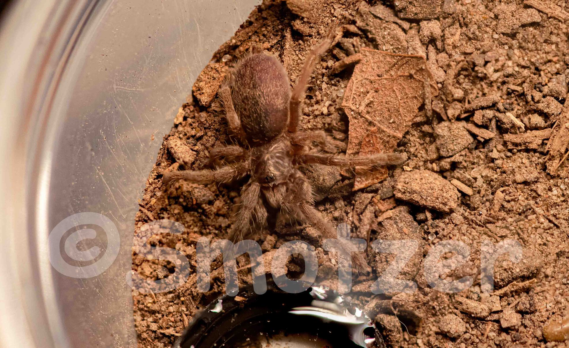 0.0.1 Augacephalus breyeri 1in