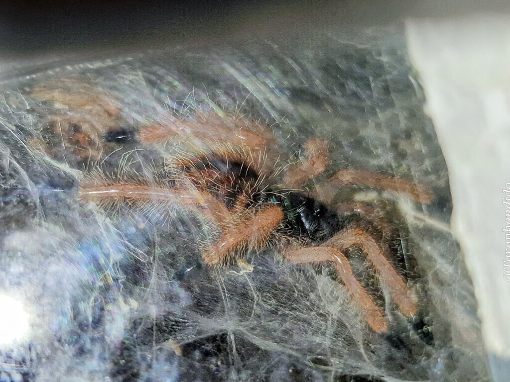 0.0.1 Avicularia avicularia m#2(ex Braunshauseni) L3...