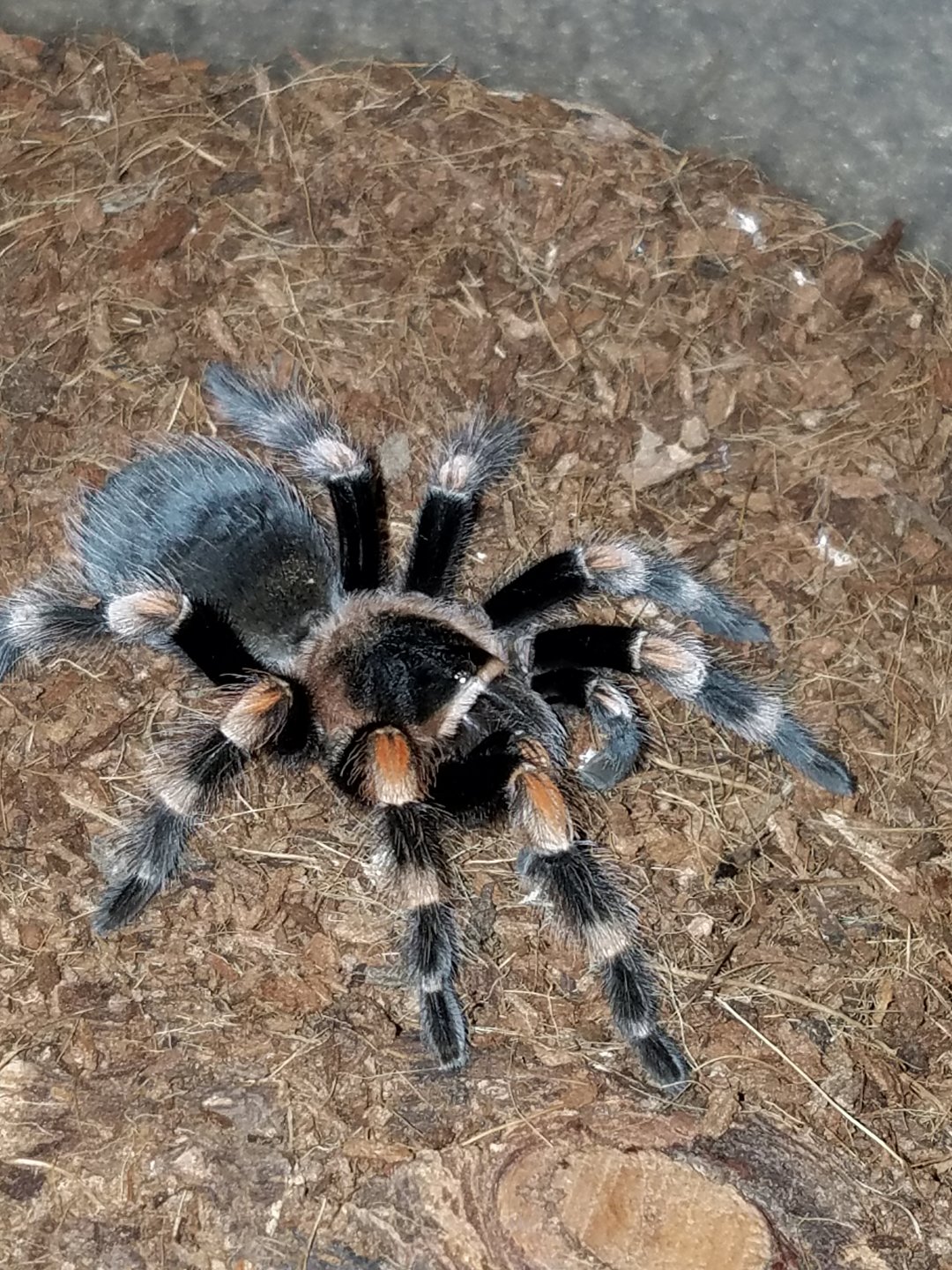 0.0.1 B. smithi