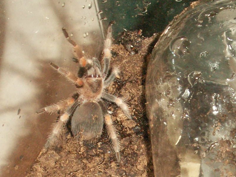 0.0.1 B. Smithi