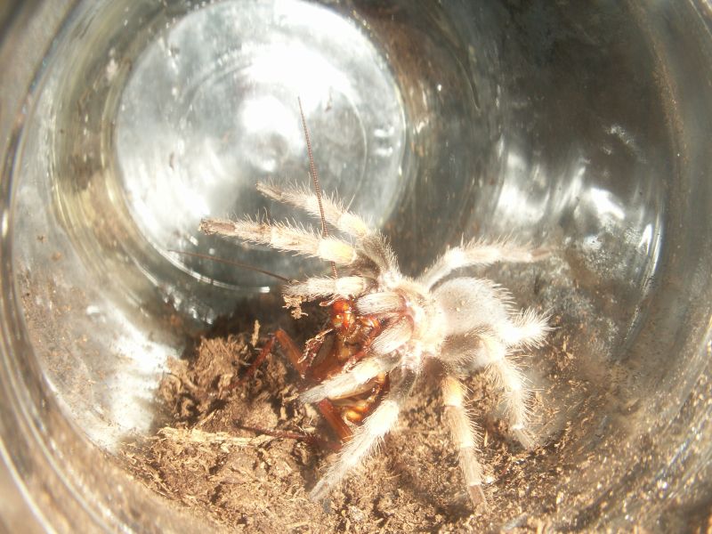 0.0.1 B. Smithi