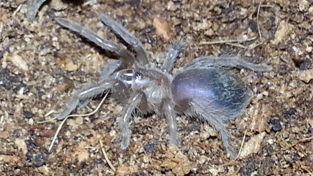 0.0.1 Brachypelma albopilosum