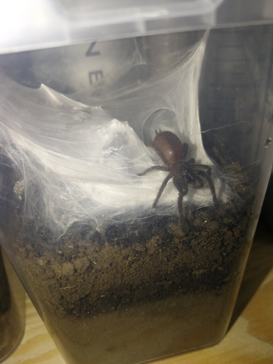 0.0.1 Chilobrachys fimbriatus N3