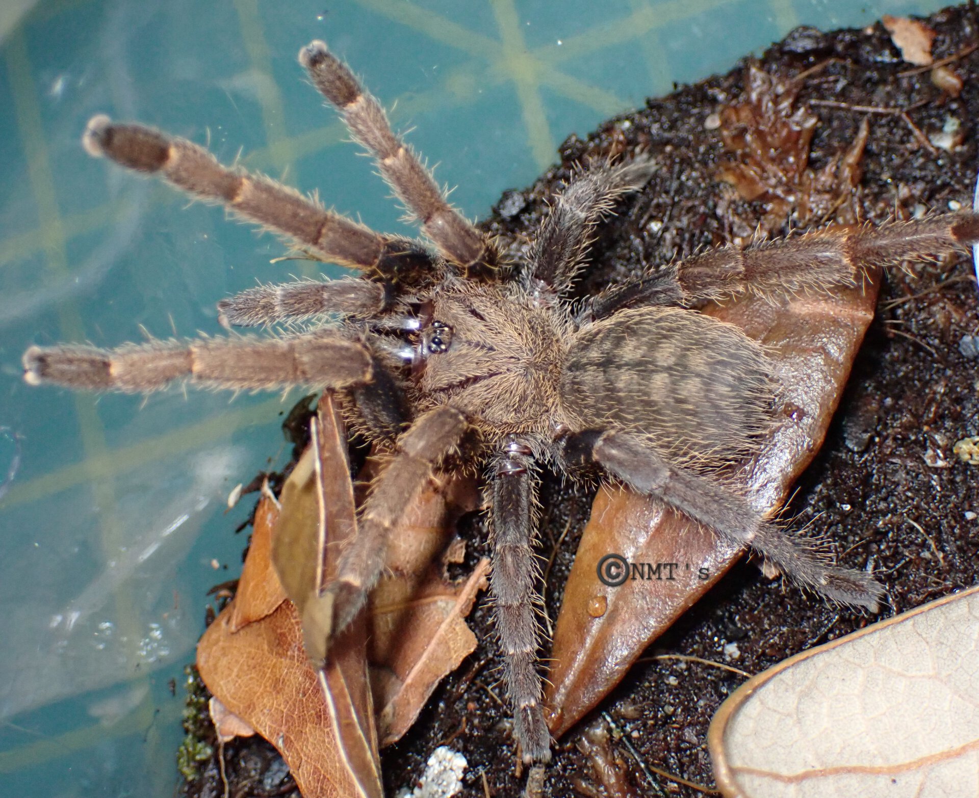 0.0.1 Citharognathus tongmianensis