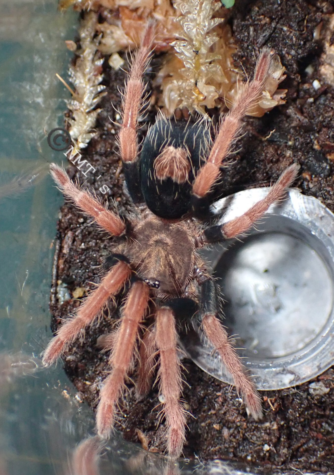 0.0.1 Cyriocosmus giganteus