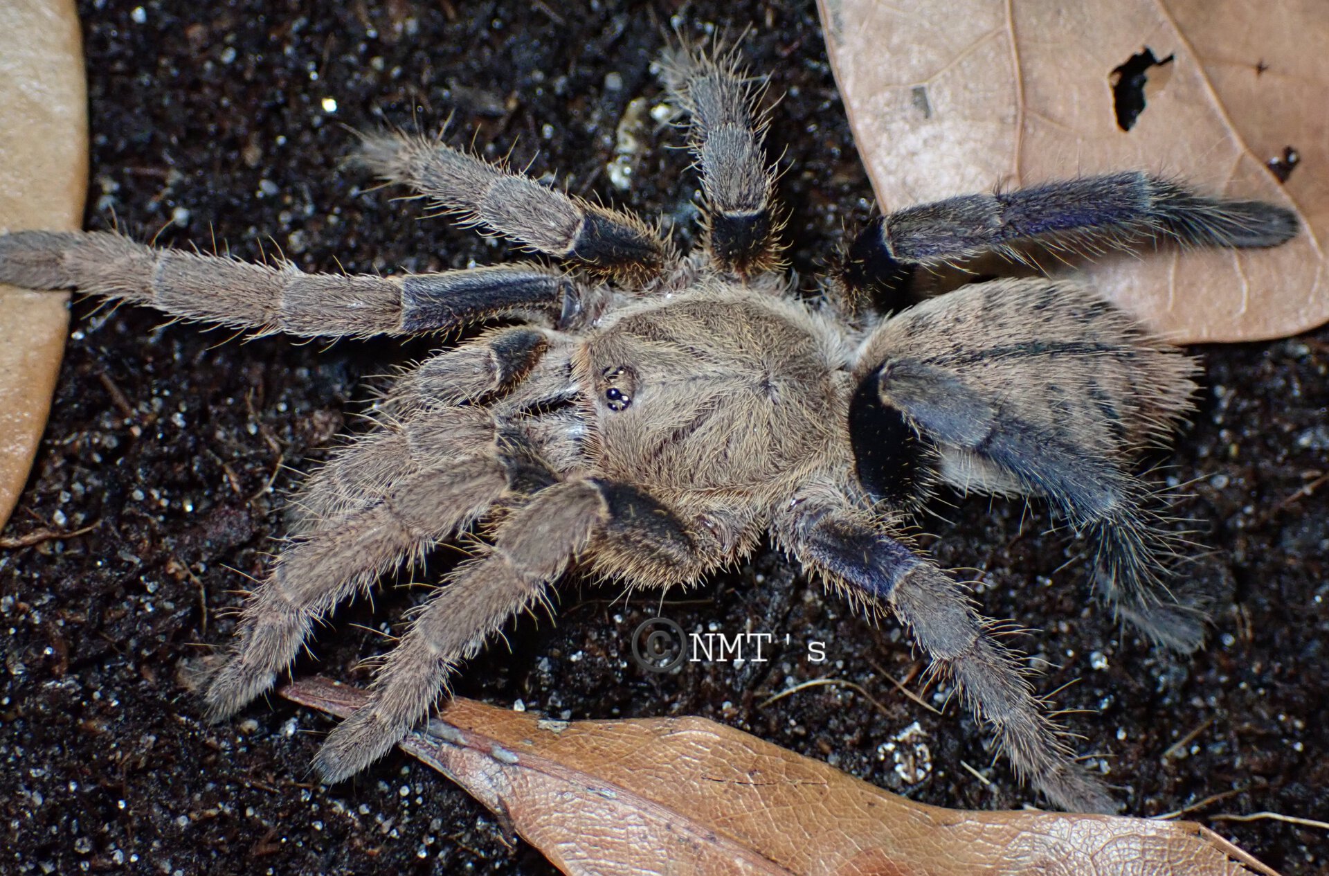 0.0.1 Cyriopagopus lividus - 2.75" DLS