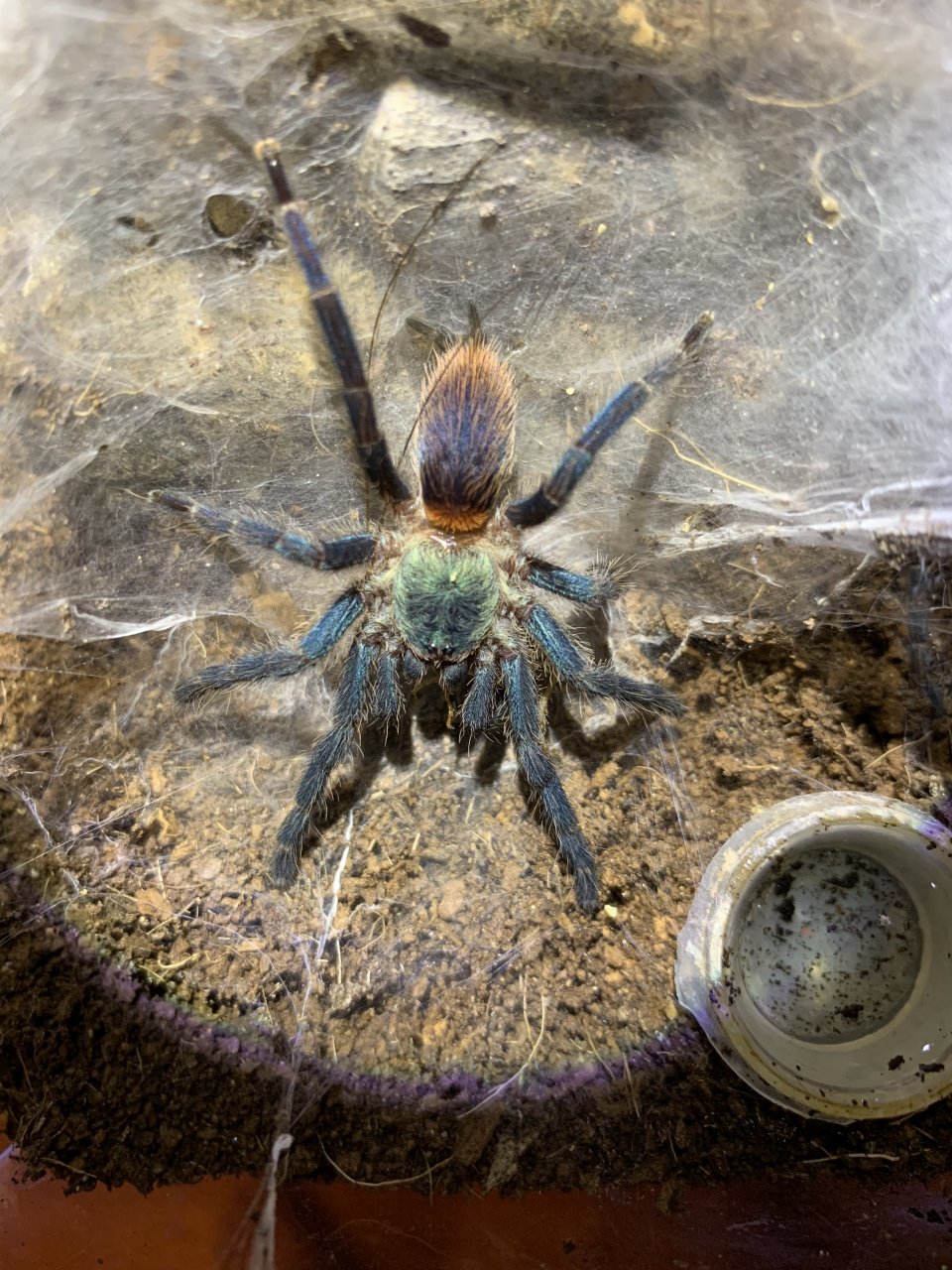 0.0.1 Dolichothele diamantinensis- recent post-molt, dinner time ~ 2" DLS, 1 yr old