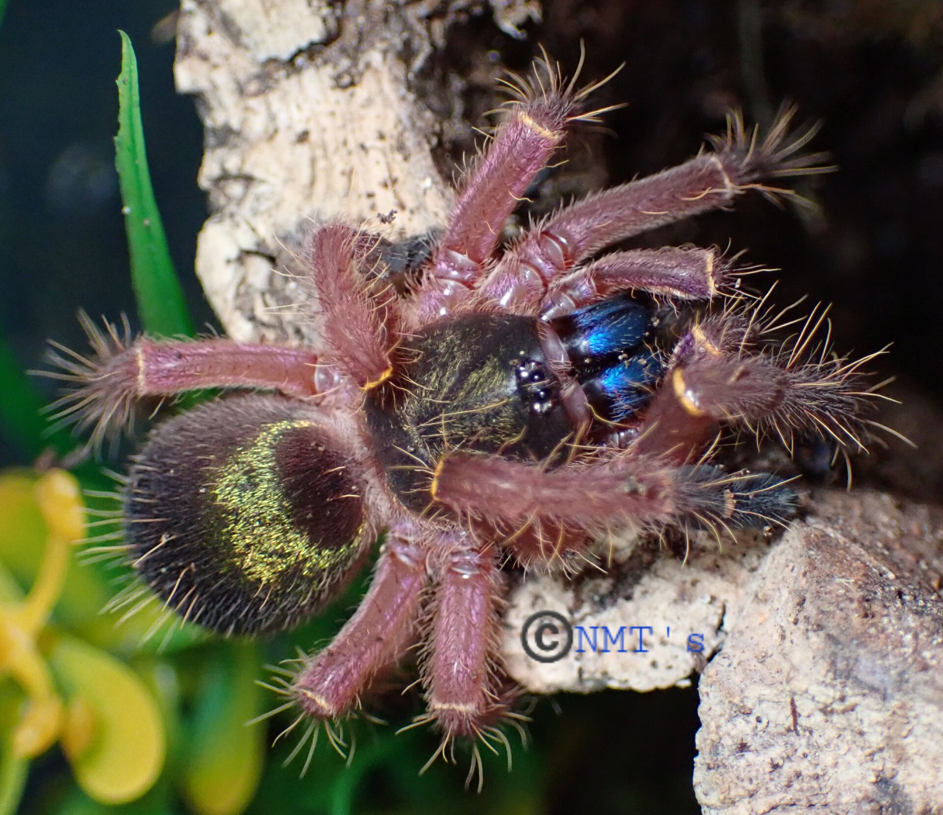 0.0.1 Ephebopus cyanognathus juvenile