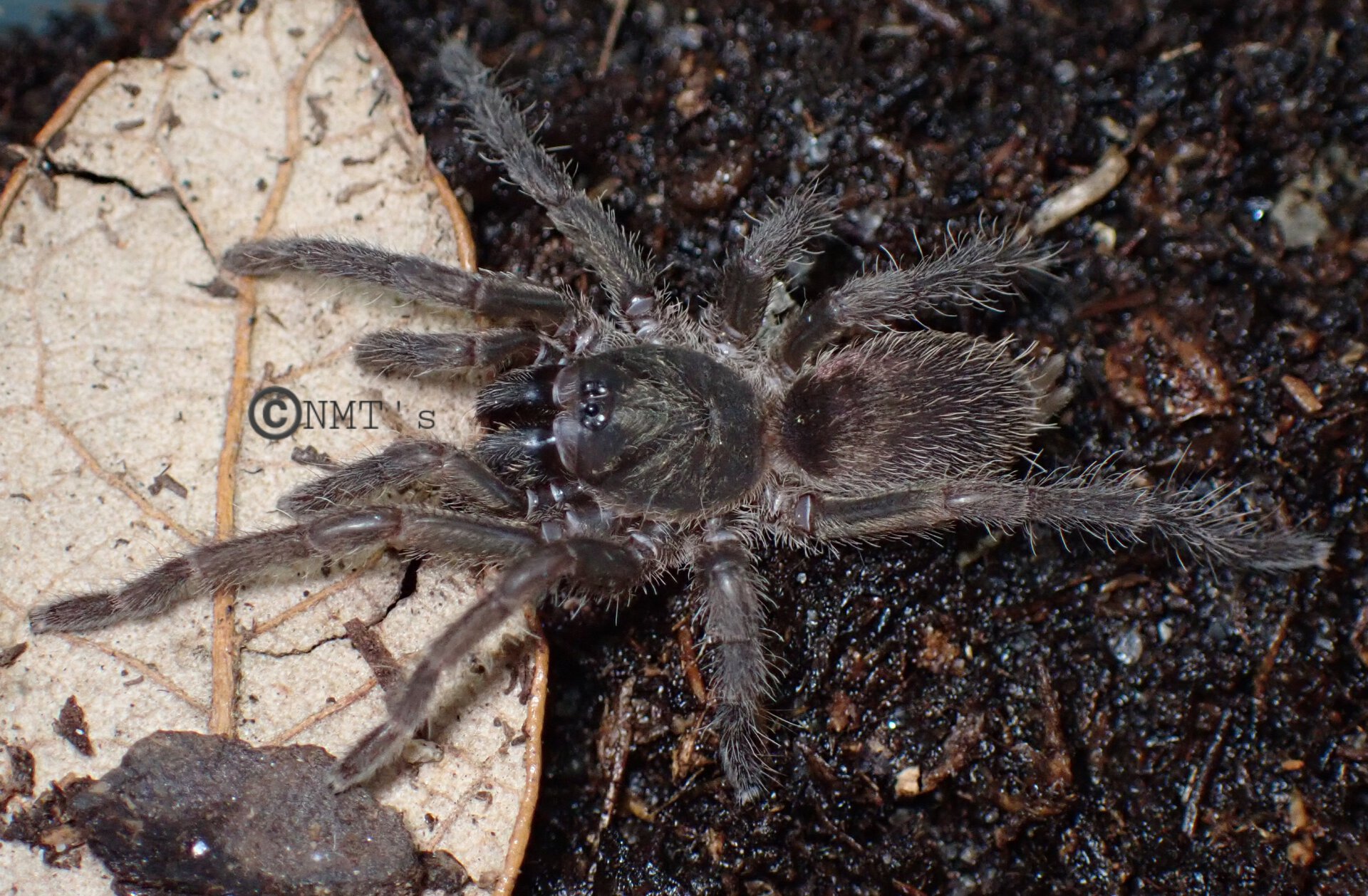 0.0.1 Euthycaelus amandae - 1.25" DLS