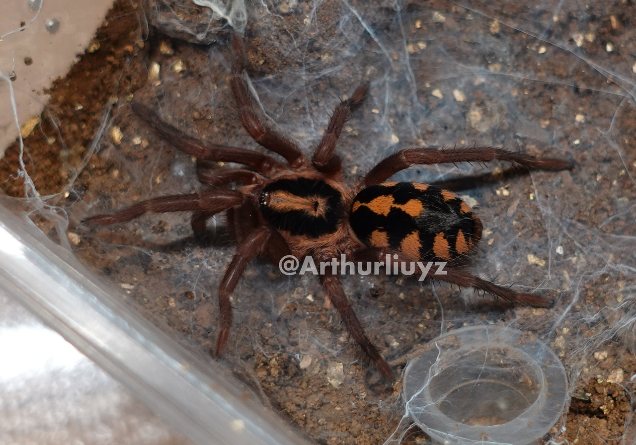 0.0.1 Hapalopus sp. "Colombia Large"