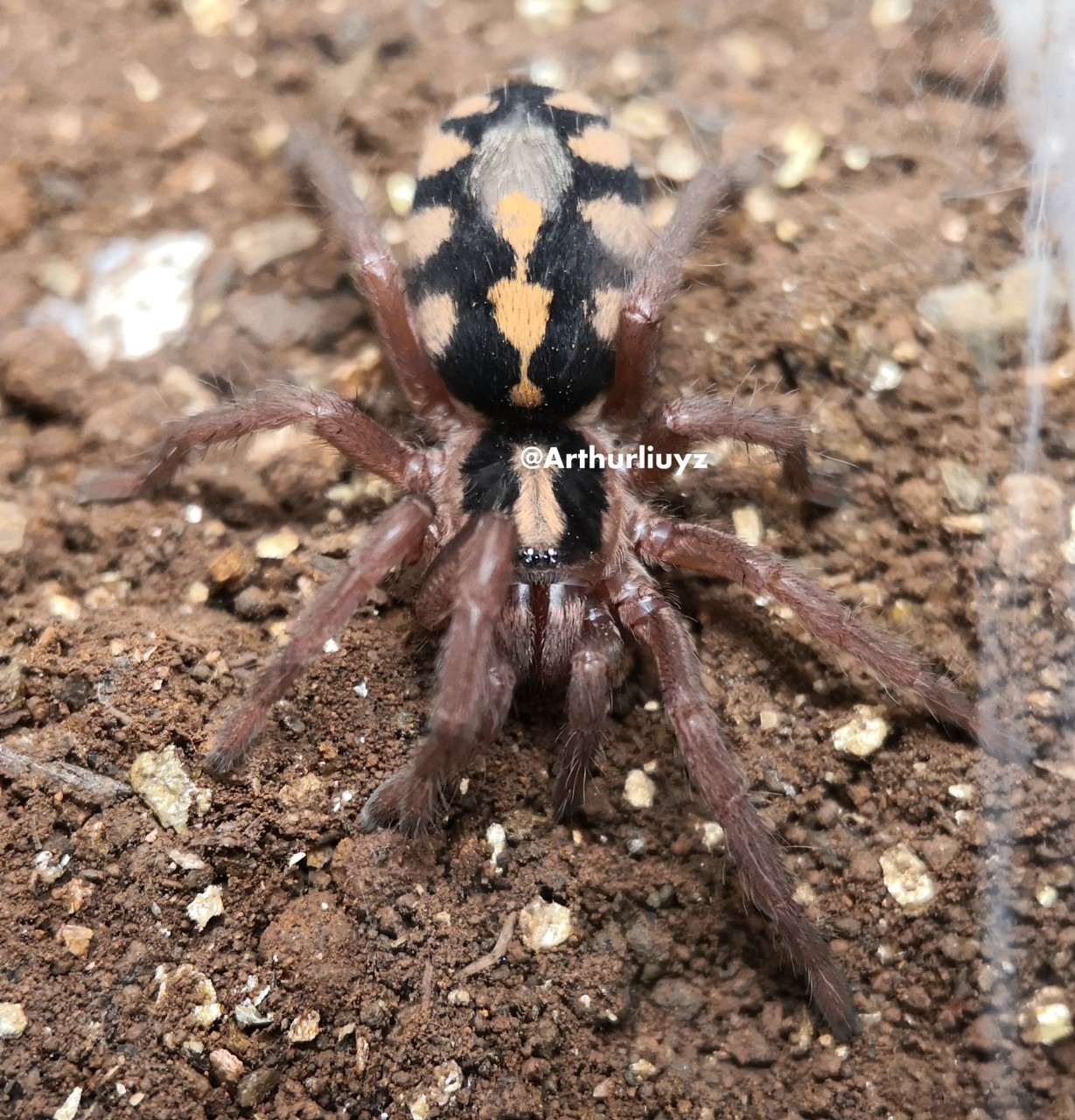 0.0.1 Hapalopus sp. "Columbia Large"