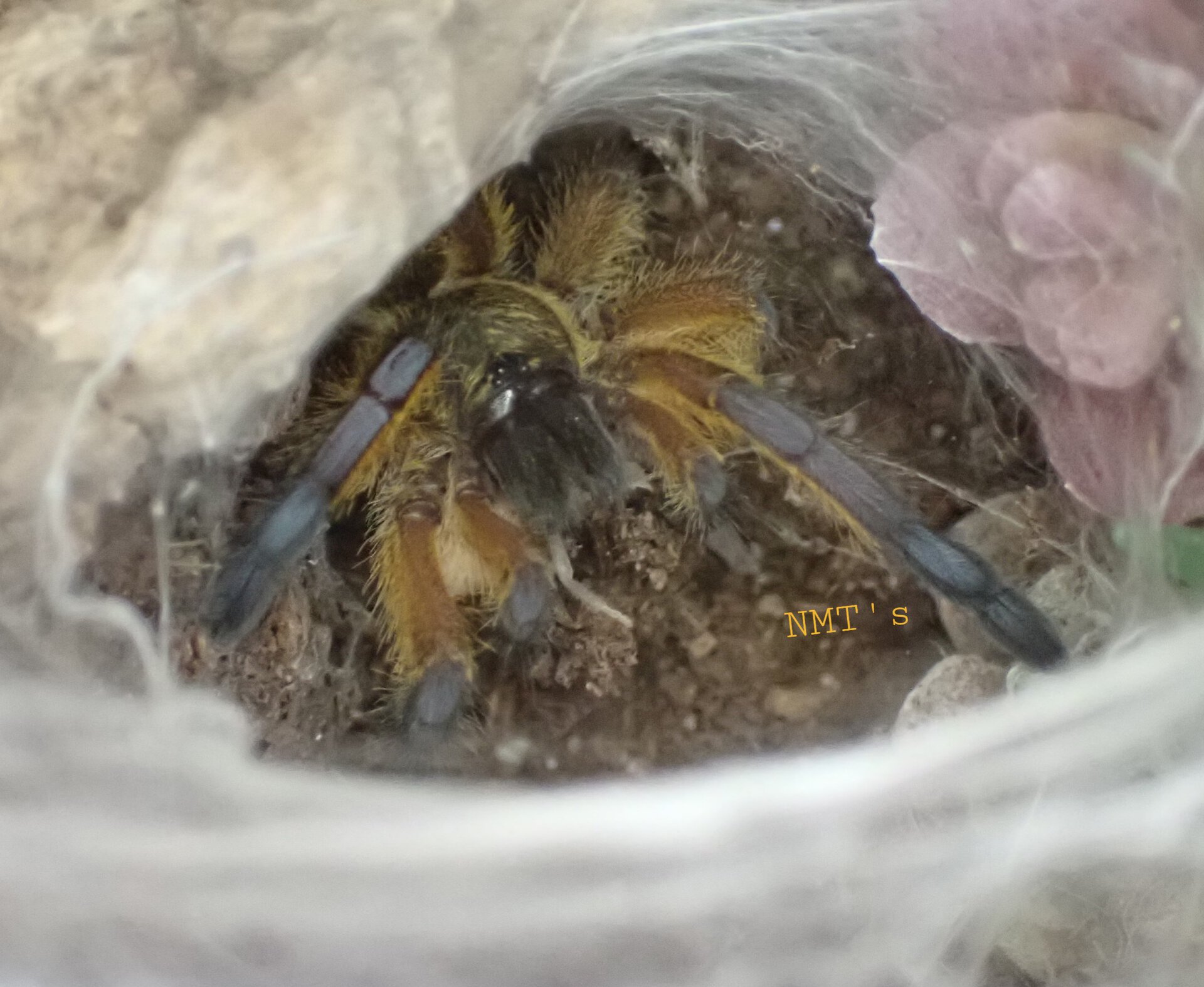 0.0.1 - Harpactira pulchripes - 08.30.22