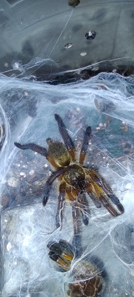 0.0.1 Harpactira pulchripes