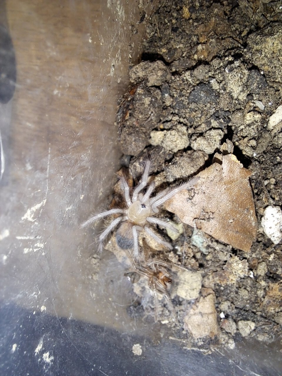 0.0.1 Lasiodora parahybana (N3)