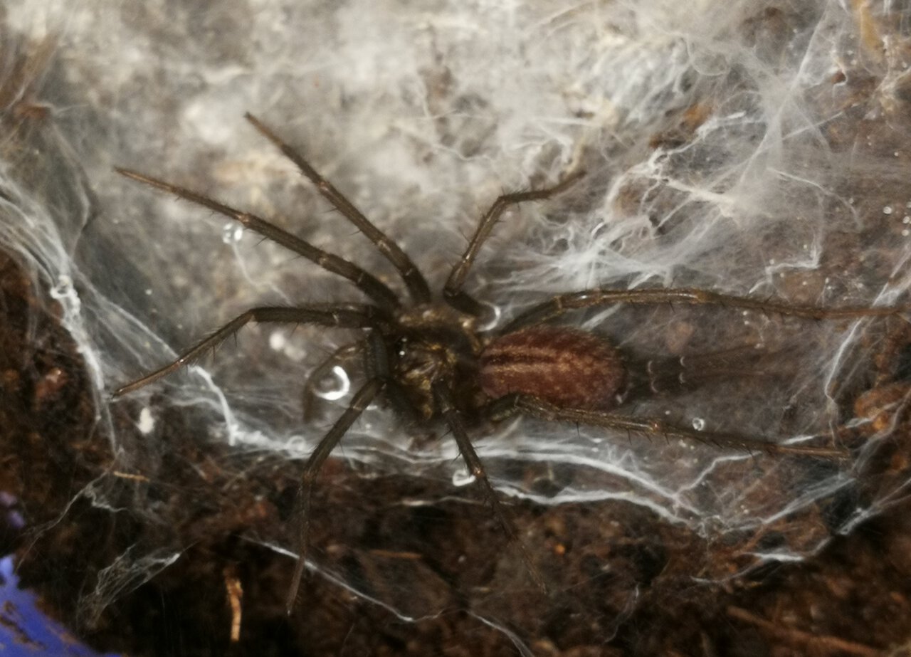 0.0.1 Linothele sericata (ex. megatheloides)