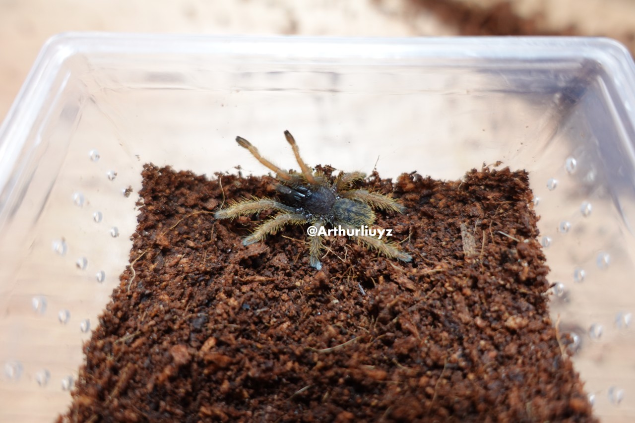 0.0.1 Ornithoctoniae sp. "Vietnam Silver"