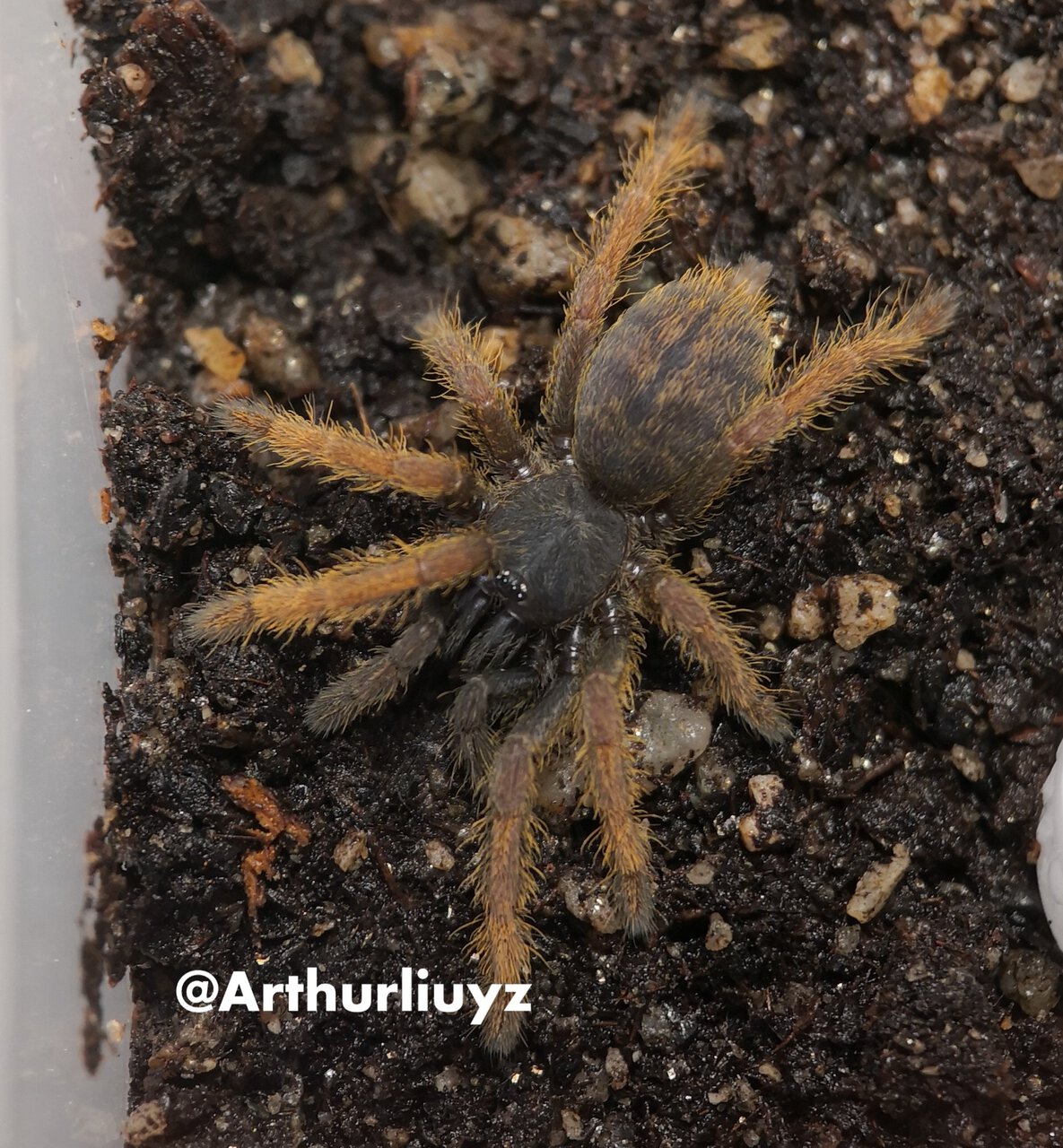 0.0.1 Ornithoctoninae sp. "Vietnam Silver"