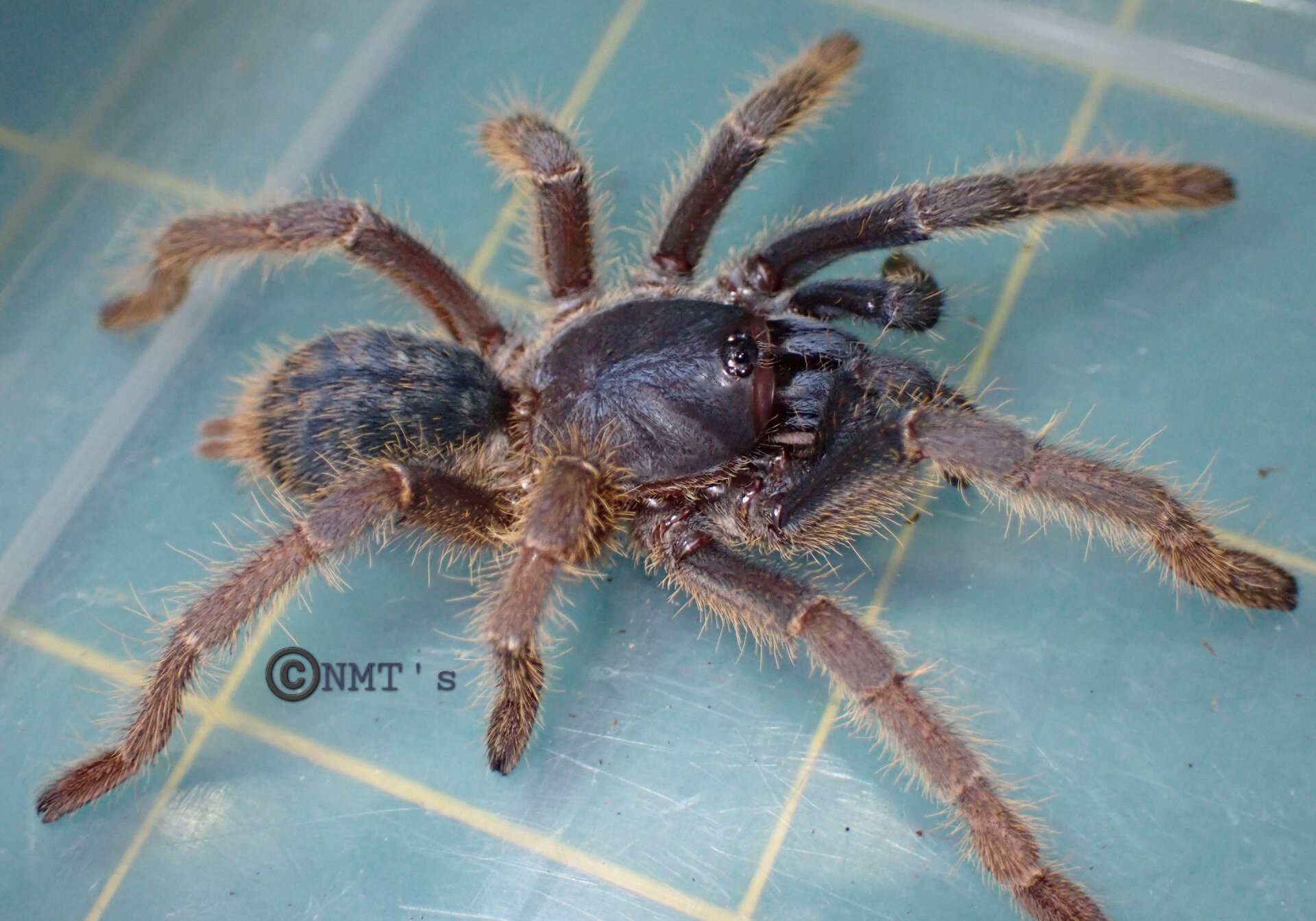 0.0.1 Ornithoctoninae sp. "Vietnam silver"