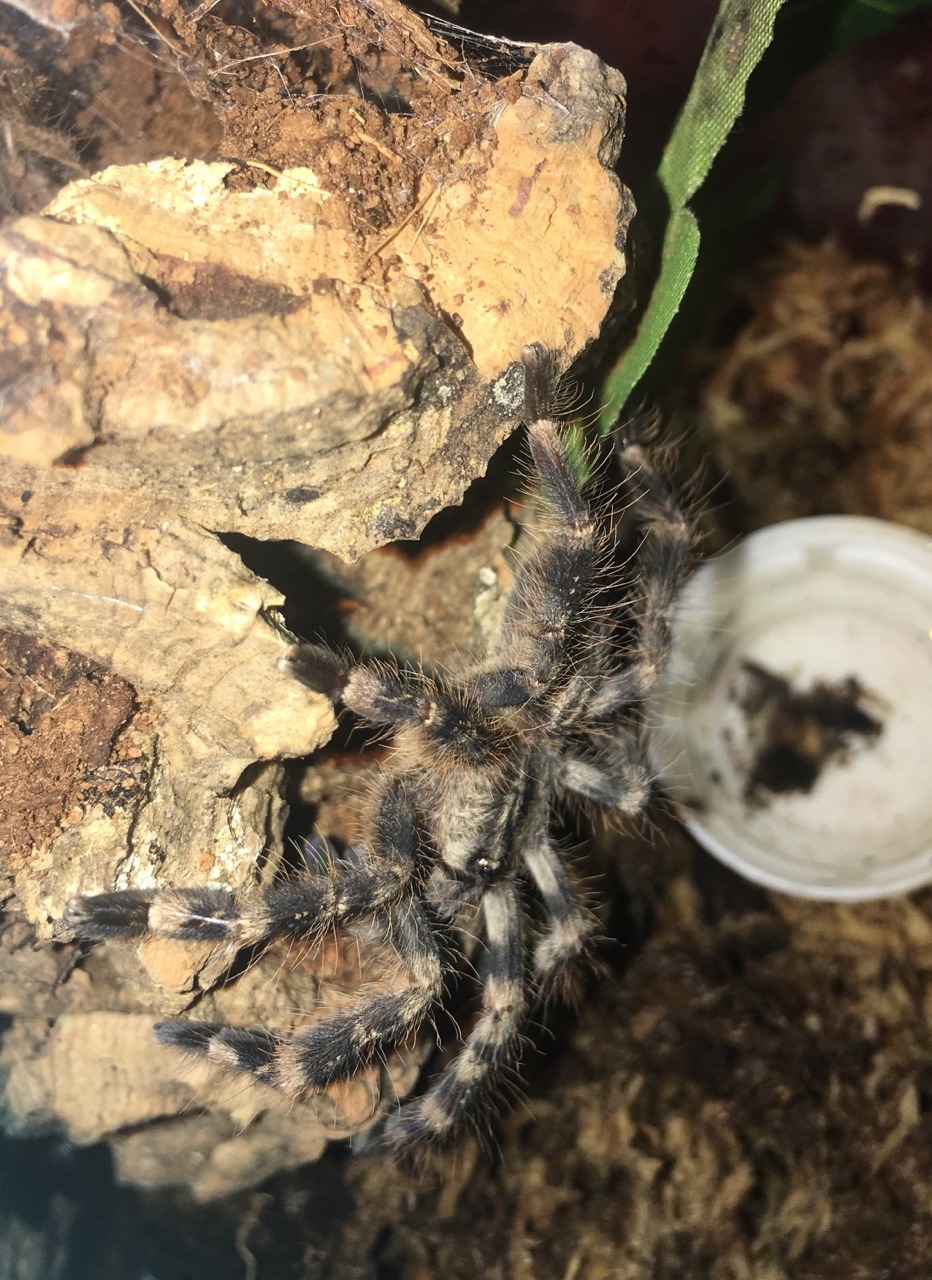 0.0.1 P. regalis