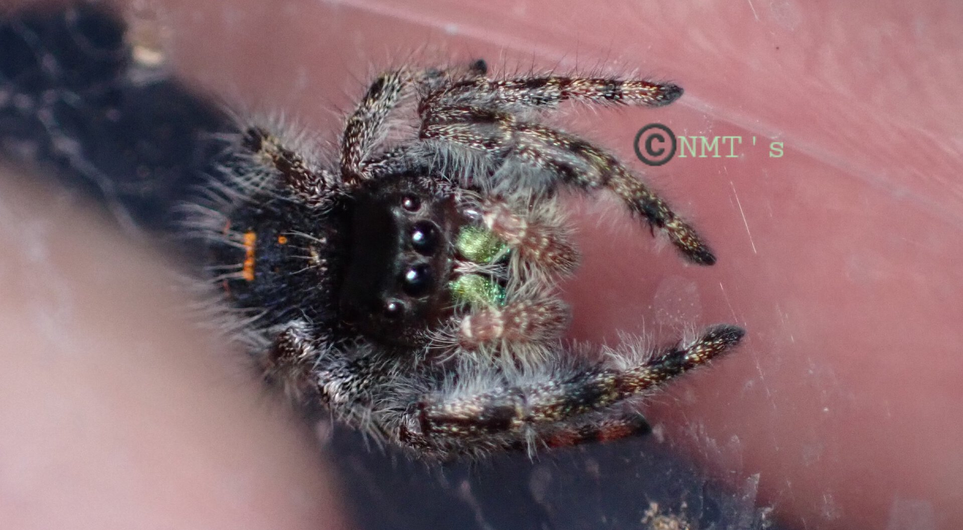 0.0.1 Phidippus audax Juvenile 1