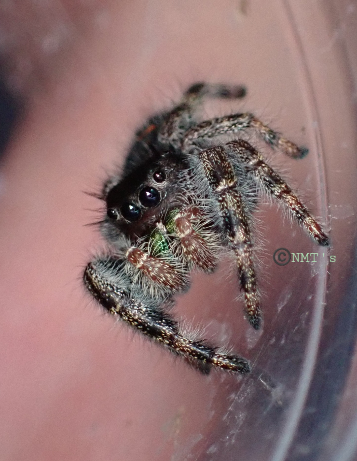 0.0.1 Phidippus audax Juvenile 2