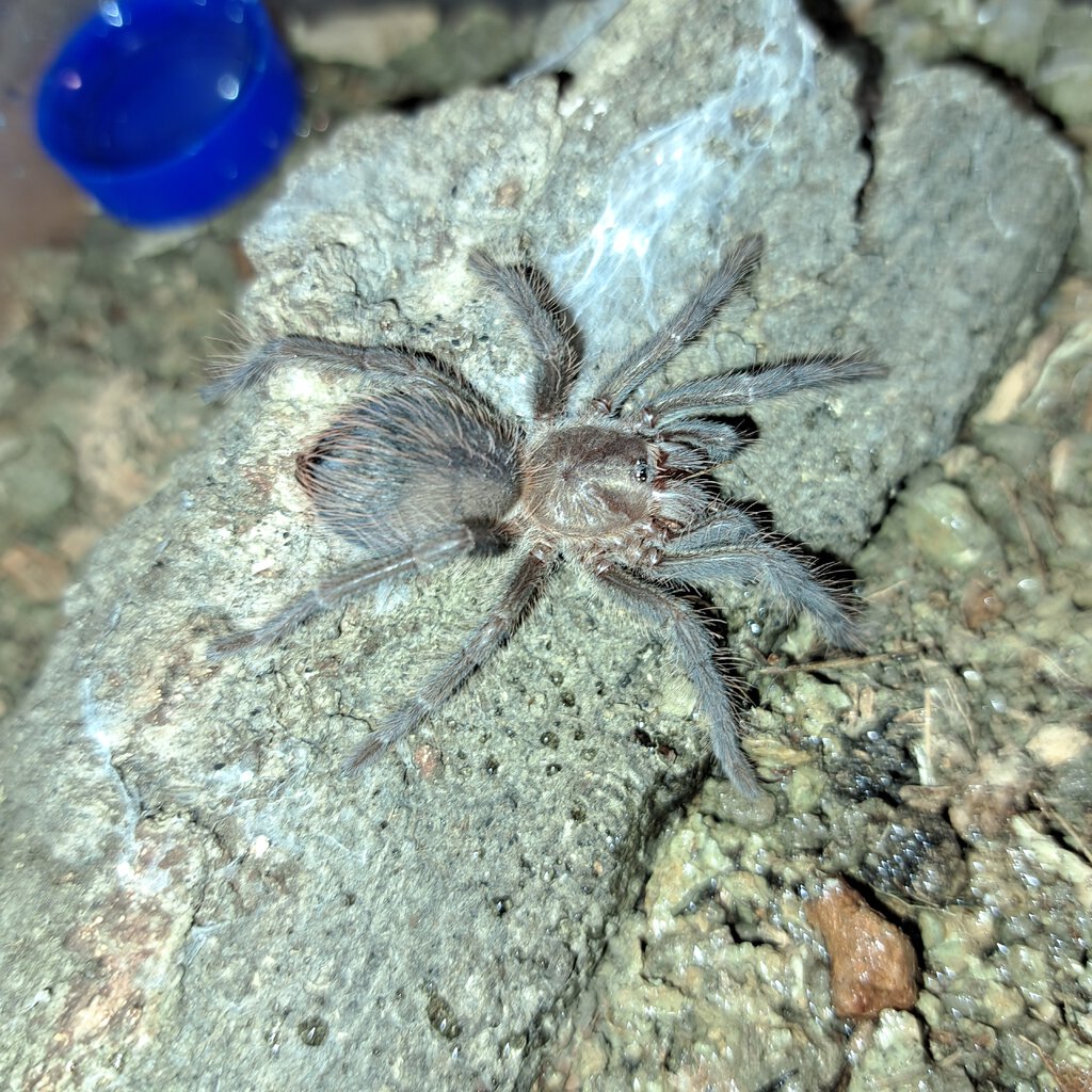 0.0.1 Phormictopus auratus ~2"