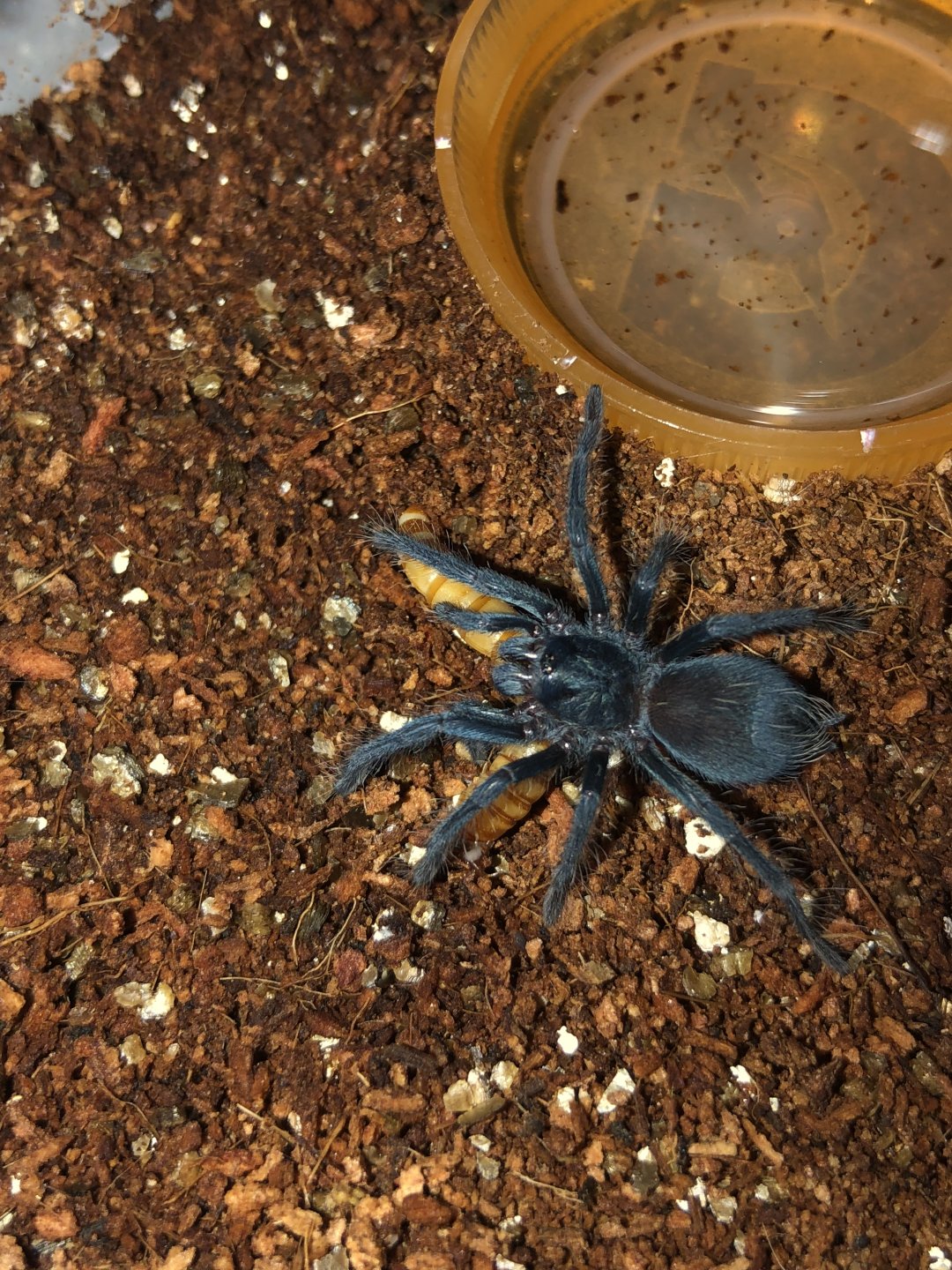 0.0.1 Phormictopus sp. ‘South Hispaniola’