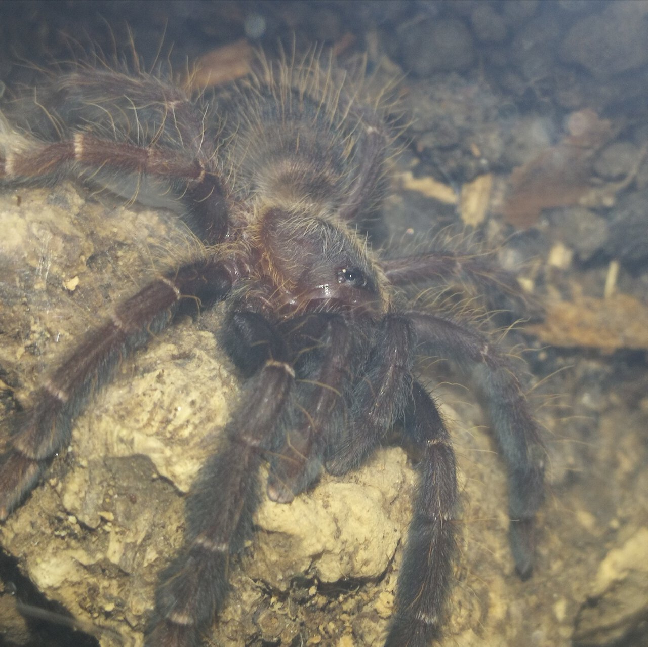 0.0.1 Phormingochilus arboricola ~2,5" Specimen 1