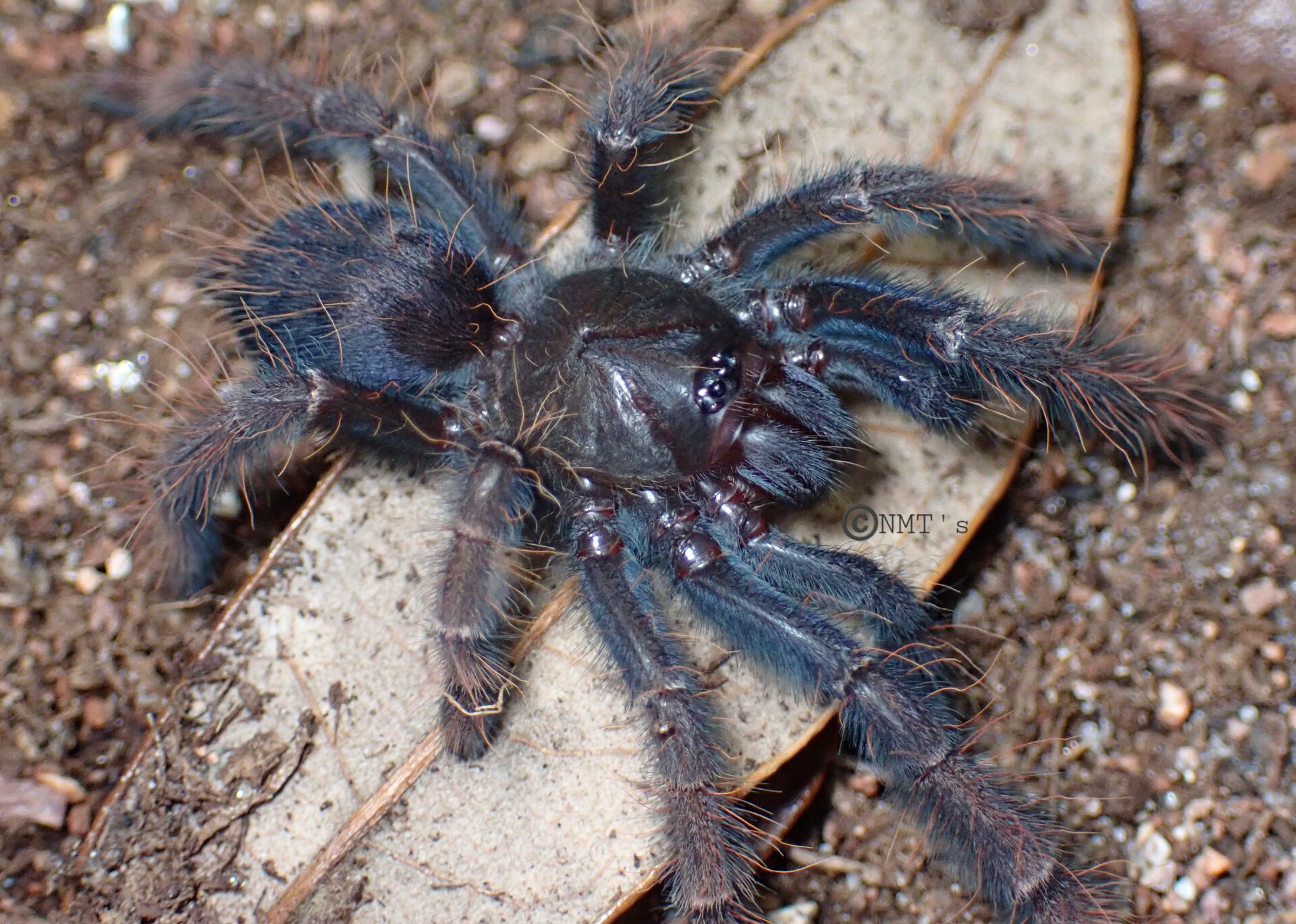 0.0.1 Phormingochilus sp. Sabah red - 2.125" DLS