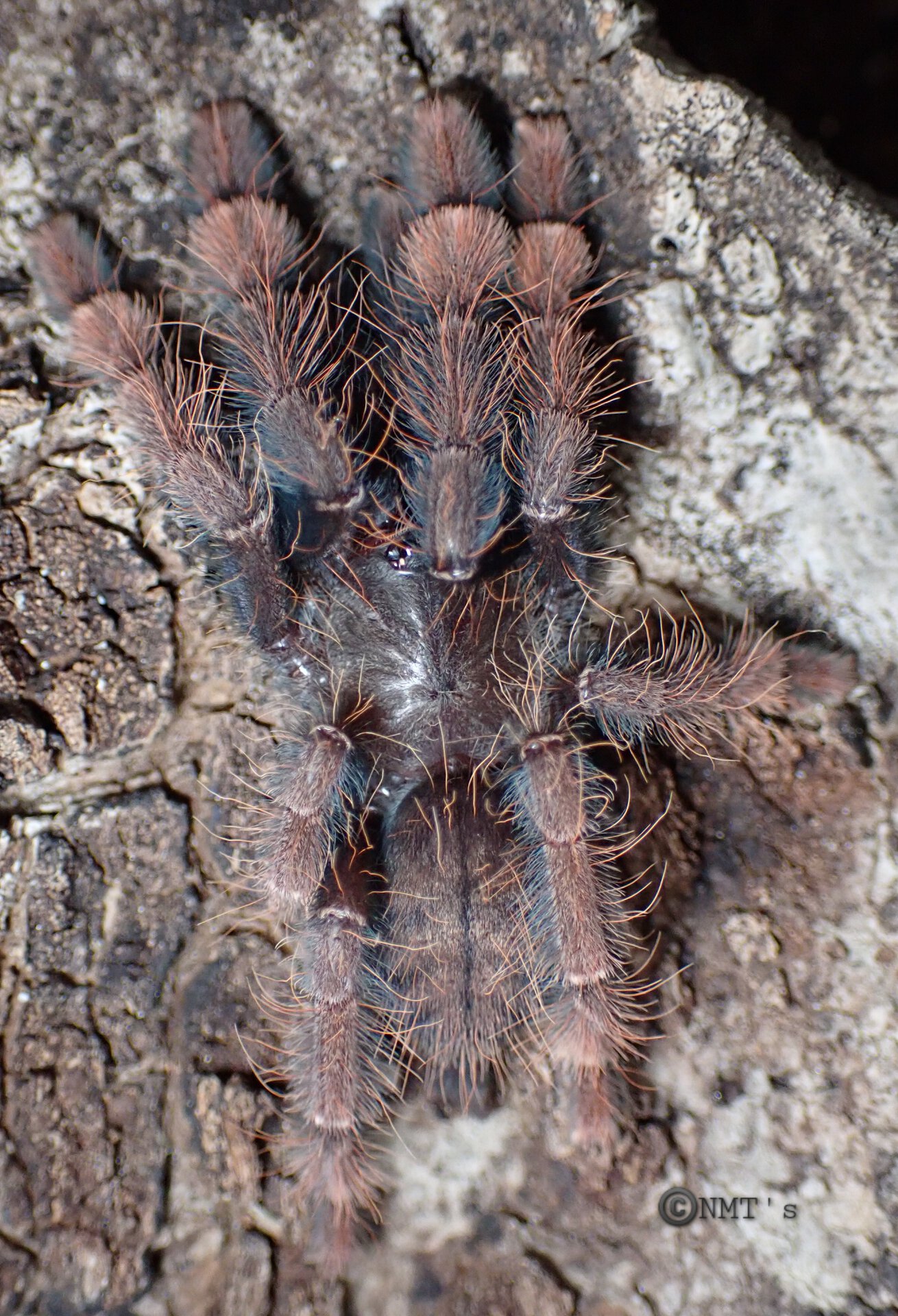 0.0.1 Phormingochilus sp. Sabah Red - 2.75" DLS