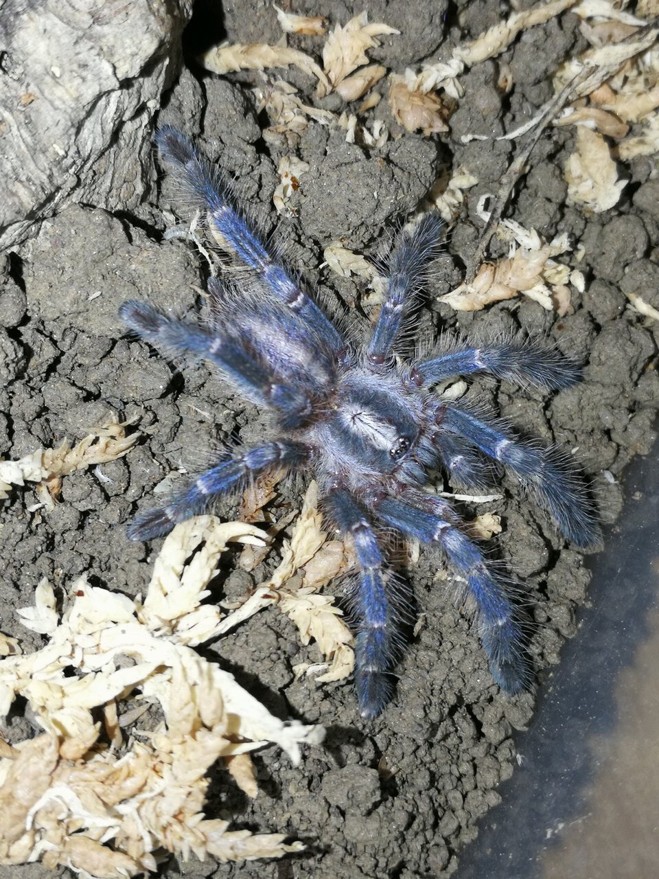 0.0.1 Poecilotheria metallica