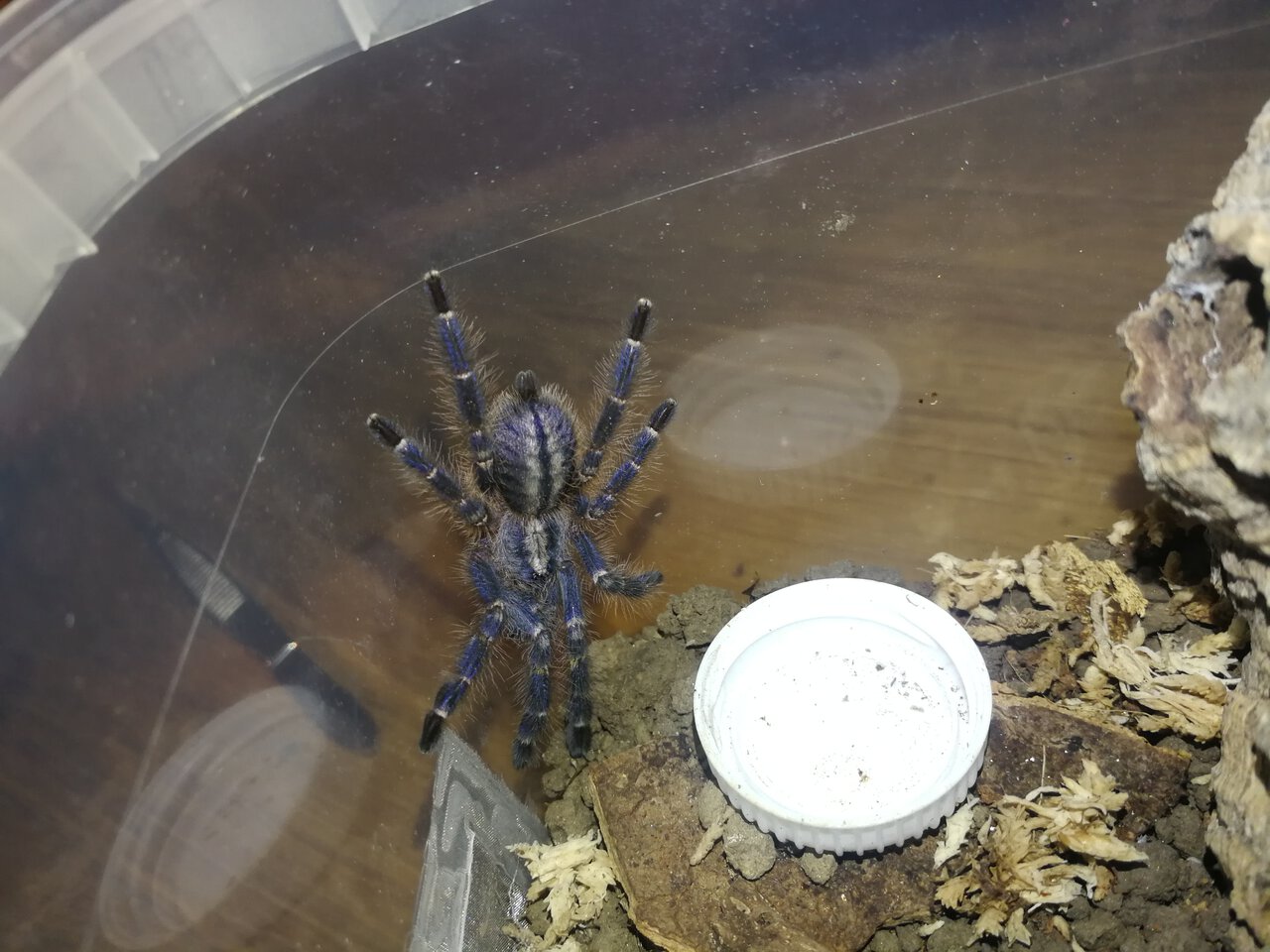 0.0.1 Poecilotheria metallica