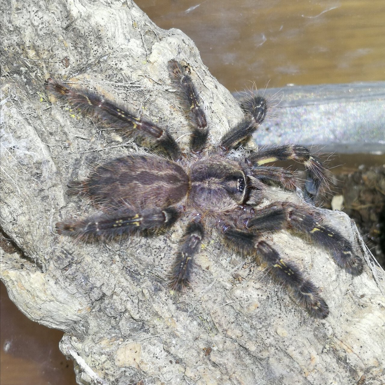 0.0.1 Poecilotheria ornata ~ 2.5"; 2/2