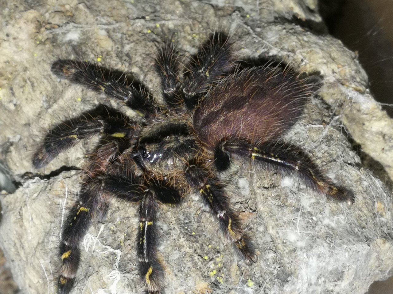 0.0.1 Poecilotheria ornata