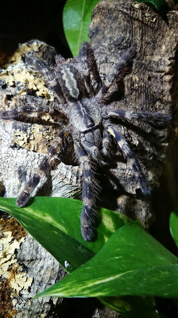 0.0.1 Poecilotheria regalis