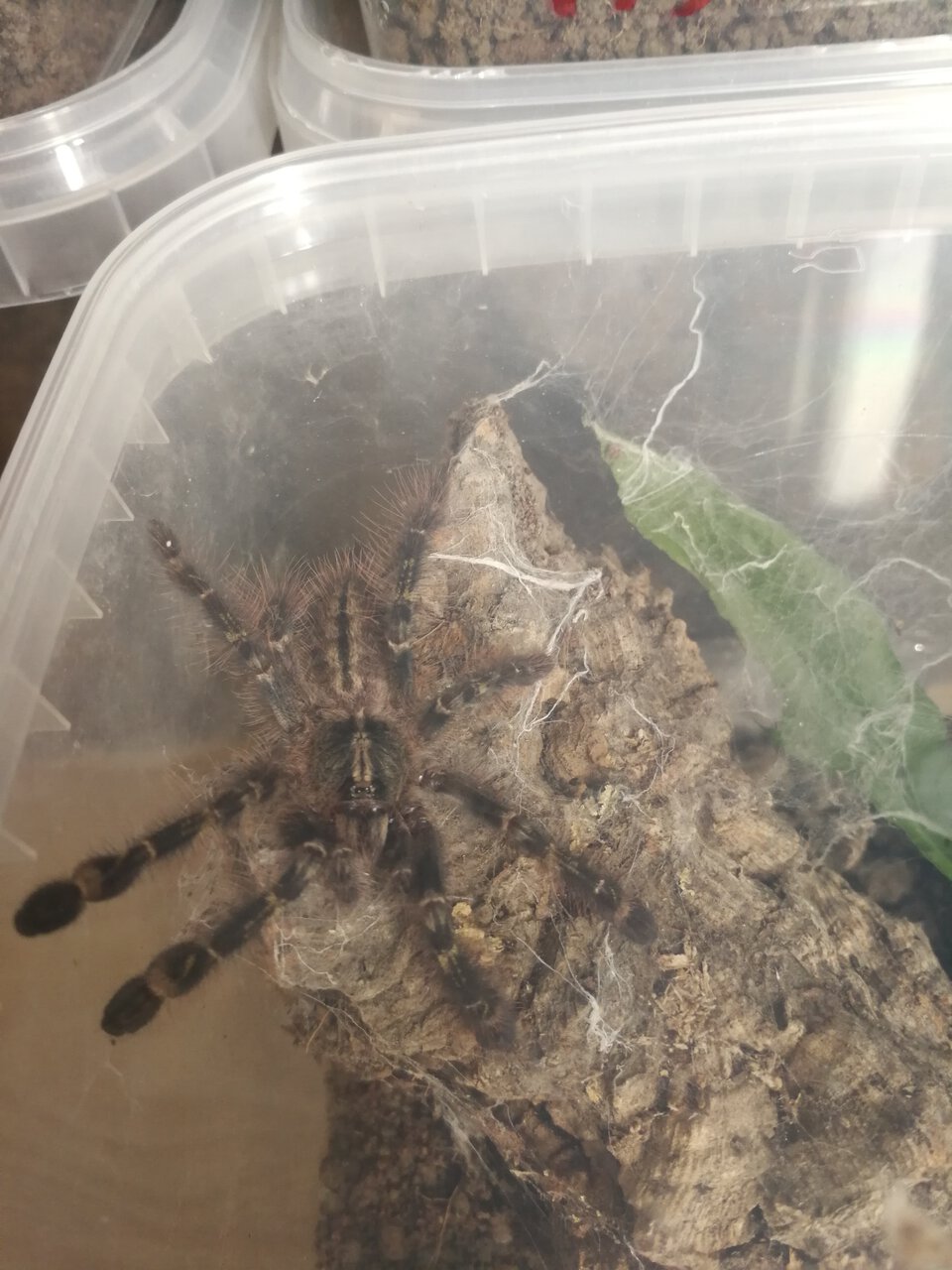 0.0.1 Poecilotheria rufilata