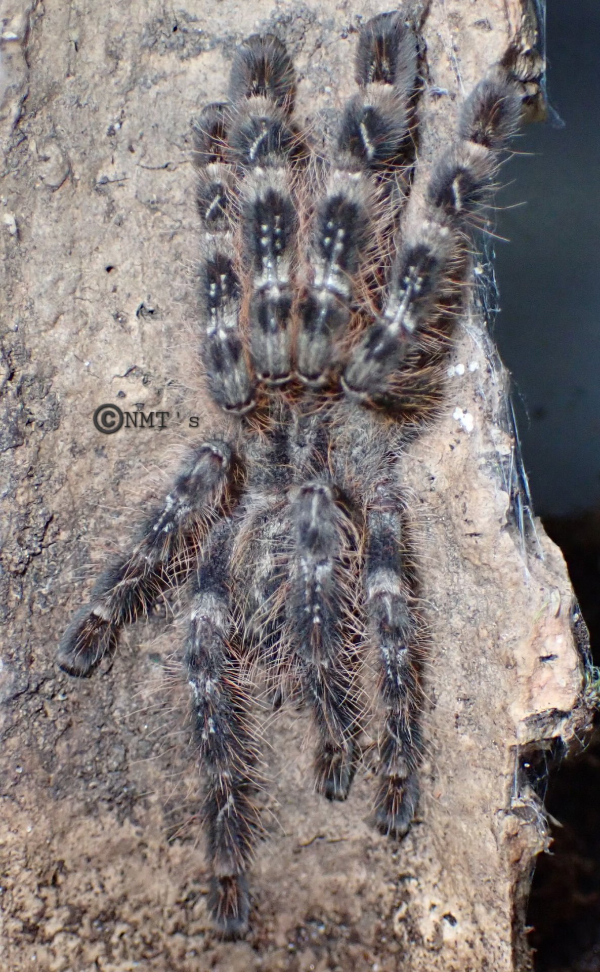 0.0.1 Poecilotheria striata - 2.75" DLS