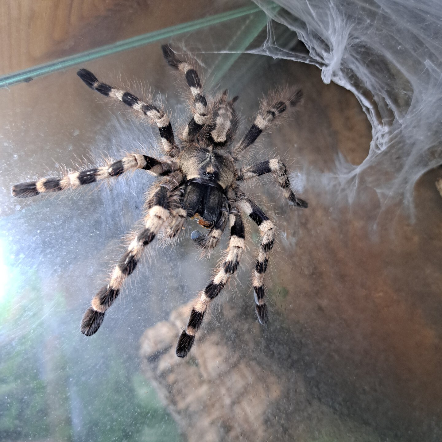 0.0.1 Poecilotheria tigrinawesseli