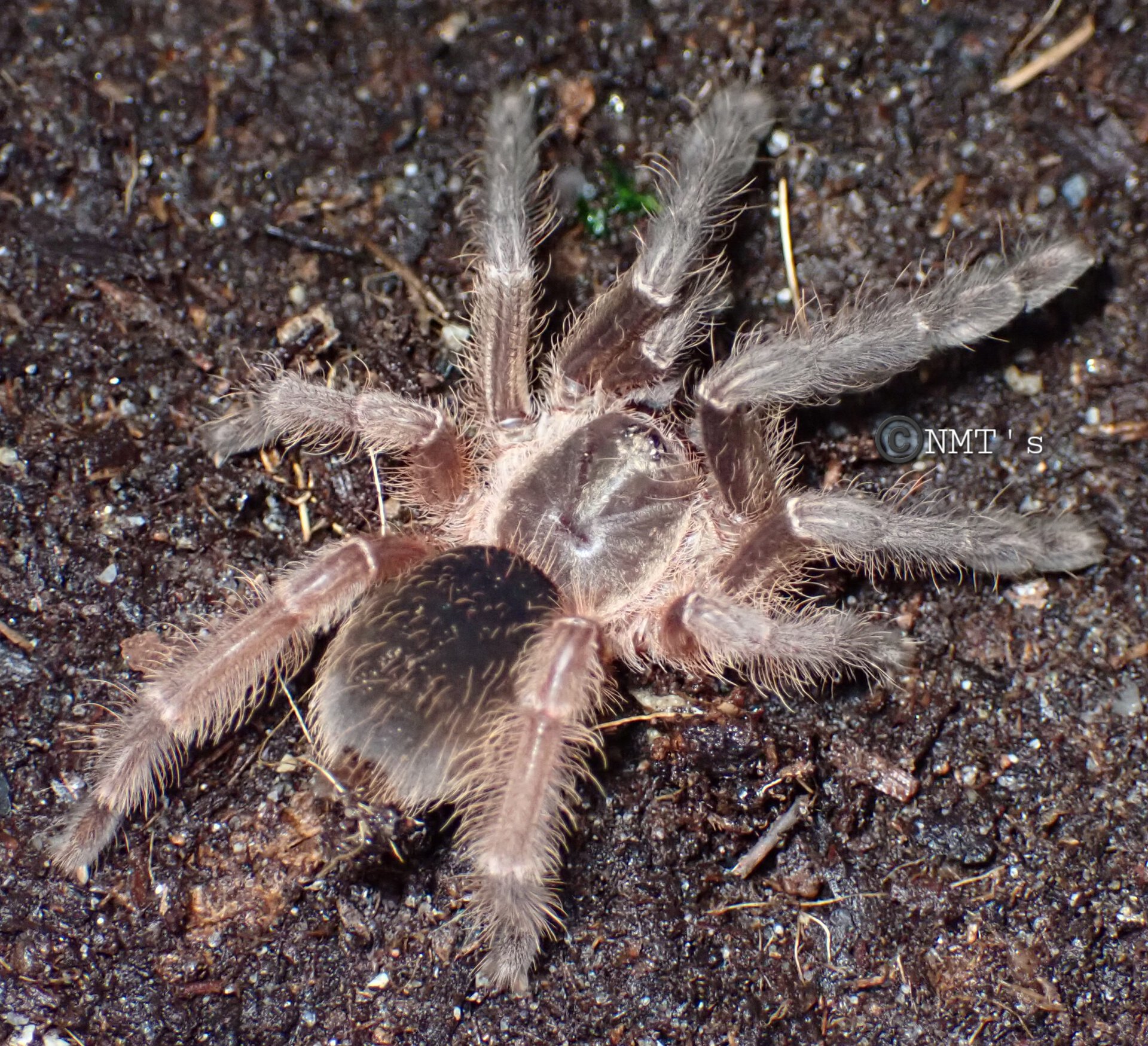 0.0.1 Psalmopoeus sp. Panama - 2.5" DLS